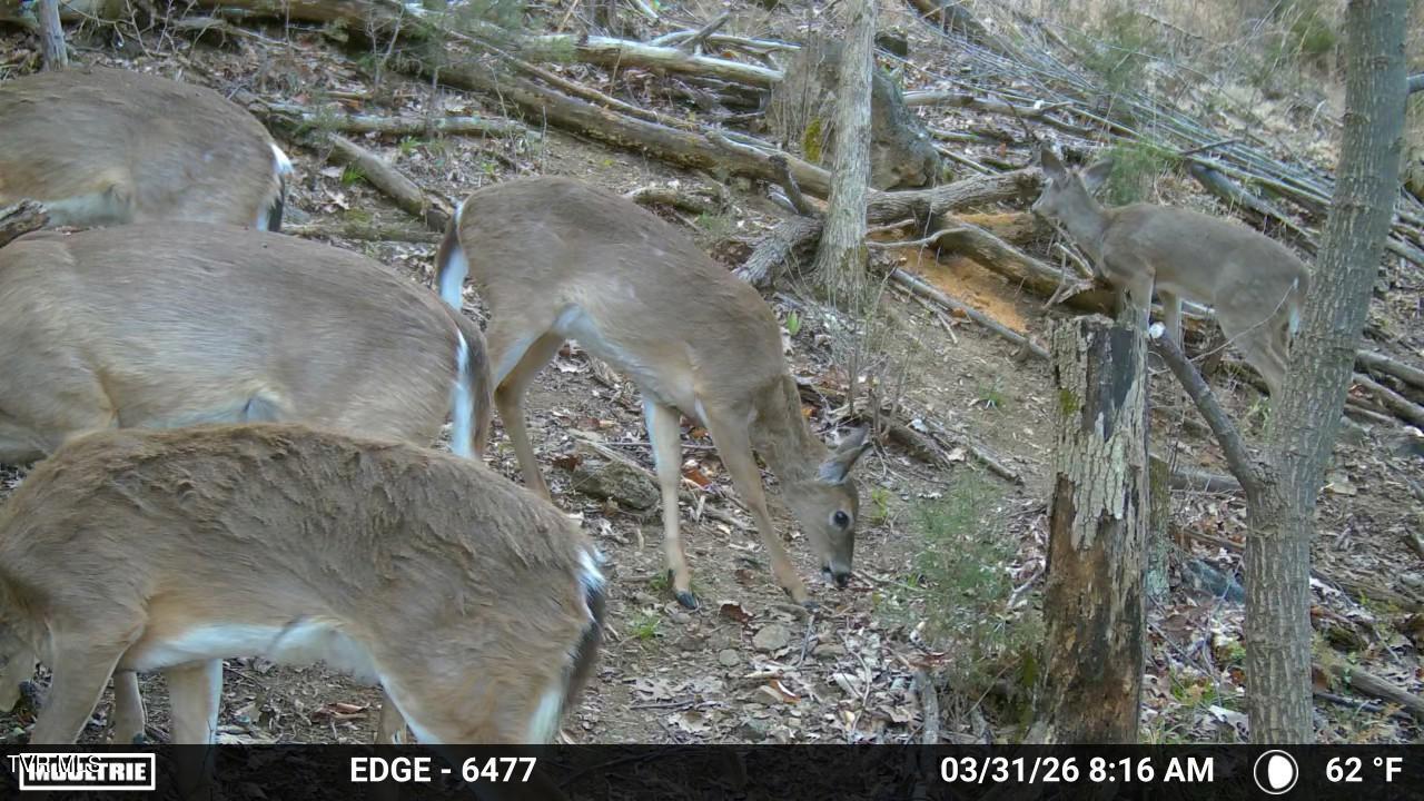 Tbd Johnson Hollow Road Bristol, TN 37620 - Photo 14 of 17 Temp_2857816-20260331121742-100MFCAM_MFD