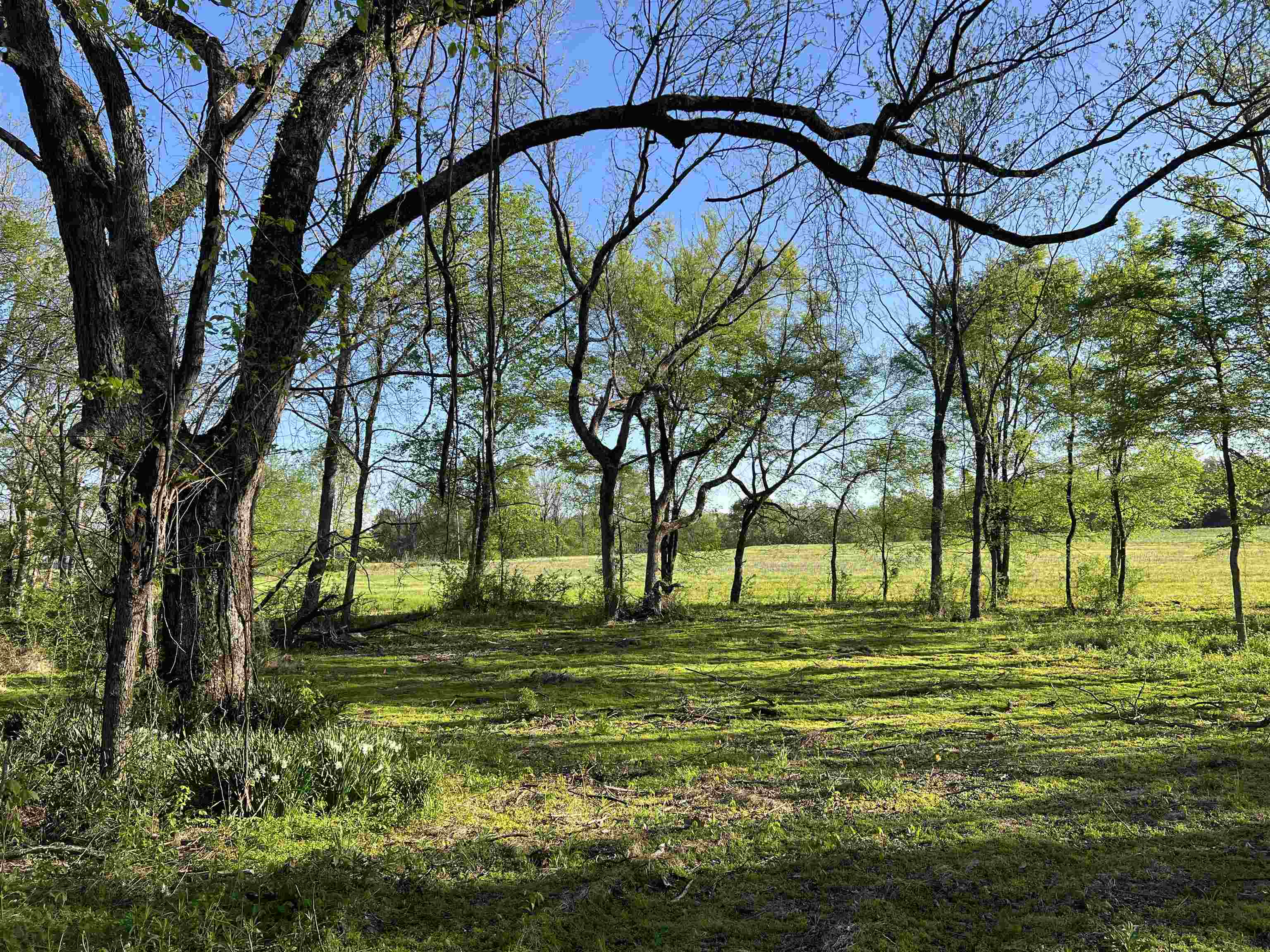 0 Burnett Road Williston, TN 38076 - Photo 11 of 40 a view of a park with large trees