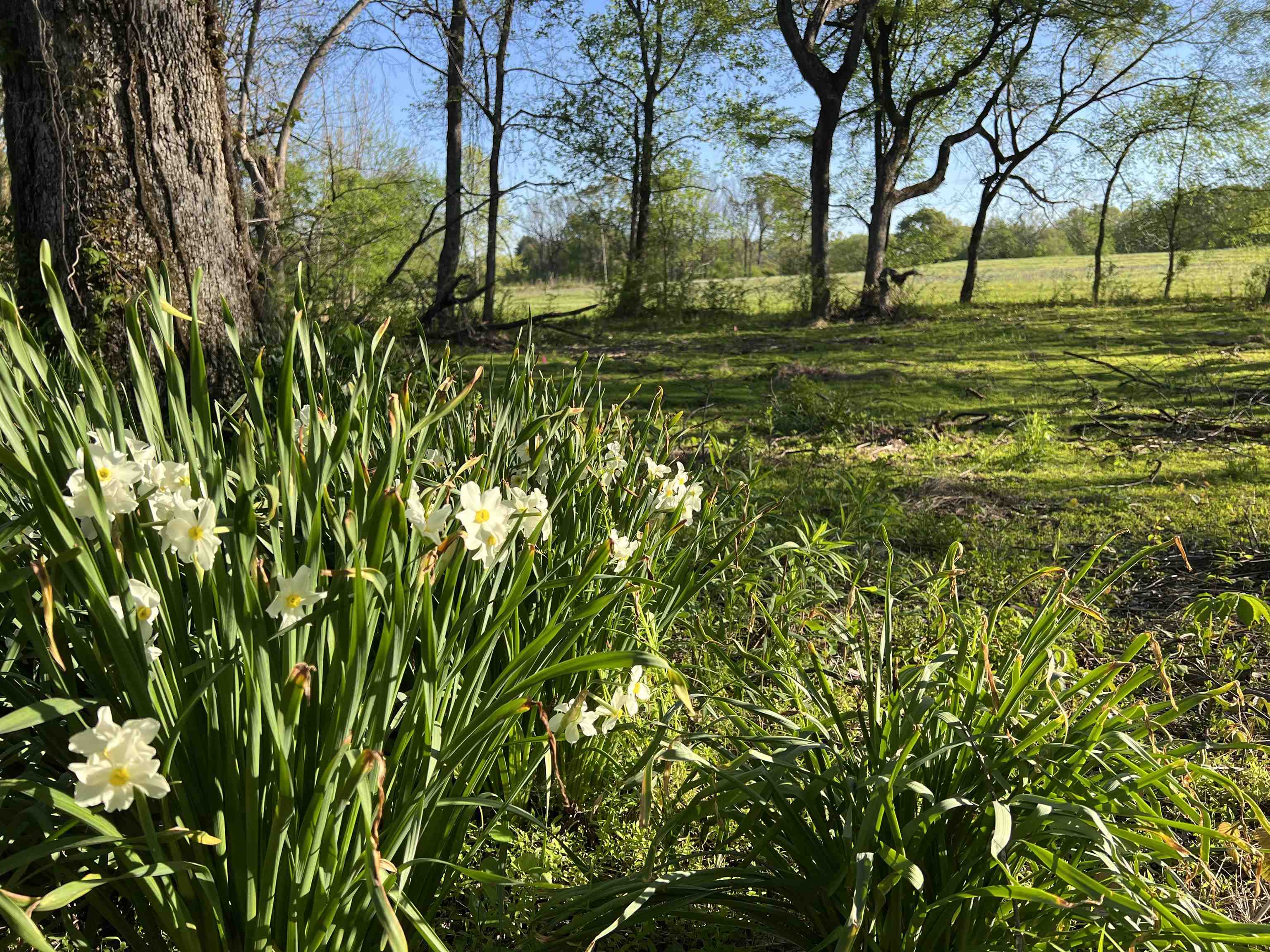 0 Burnett Road Williston, TN 38076 - Photo 12 of 40 a view of yard with tree