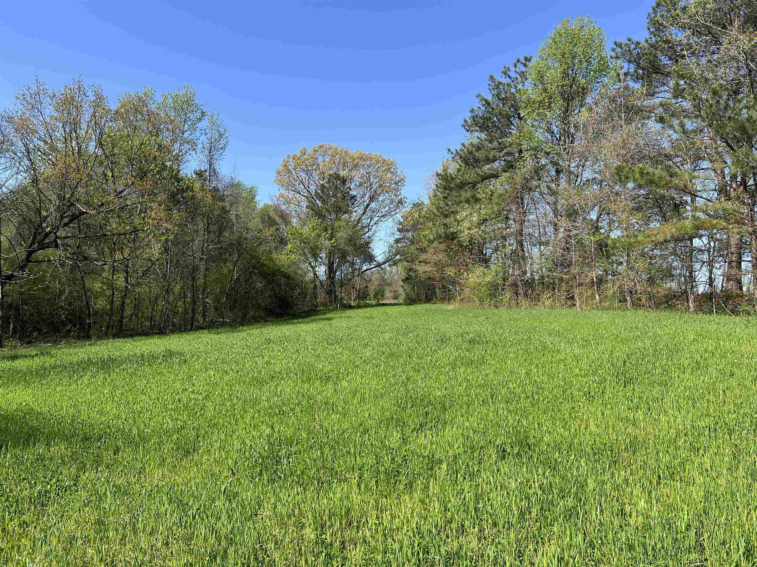0 Burnett Road Williston, TN 38076 - Photo 13 of 40 a view of green field with trees in the background