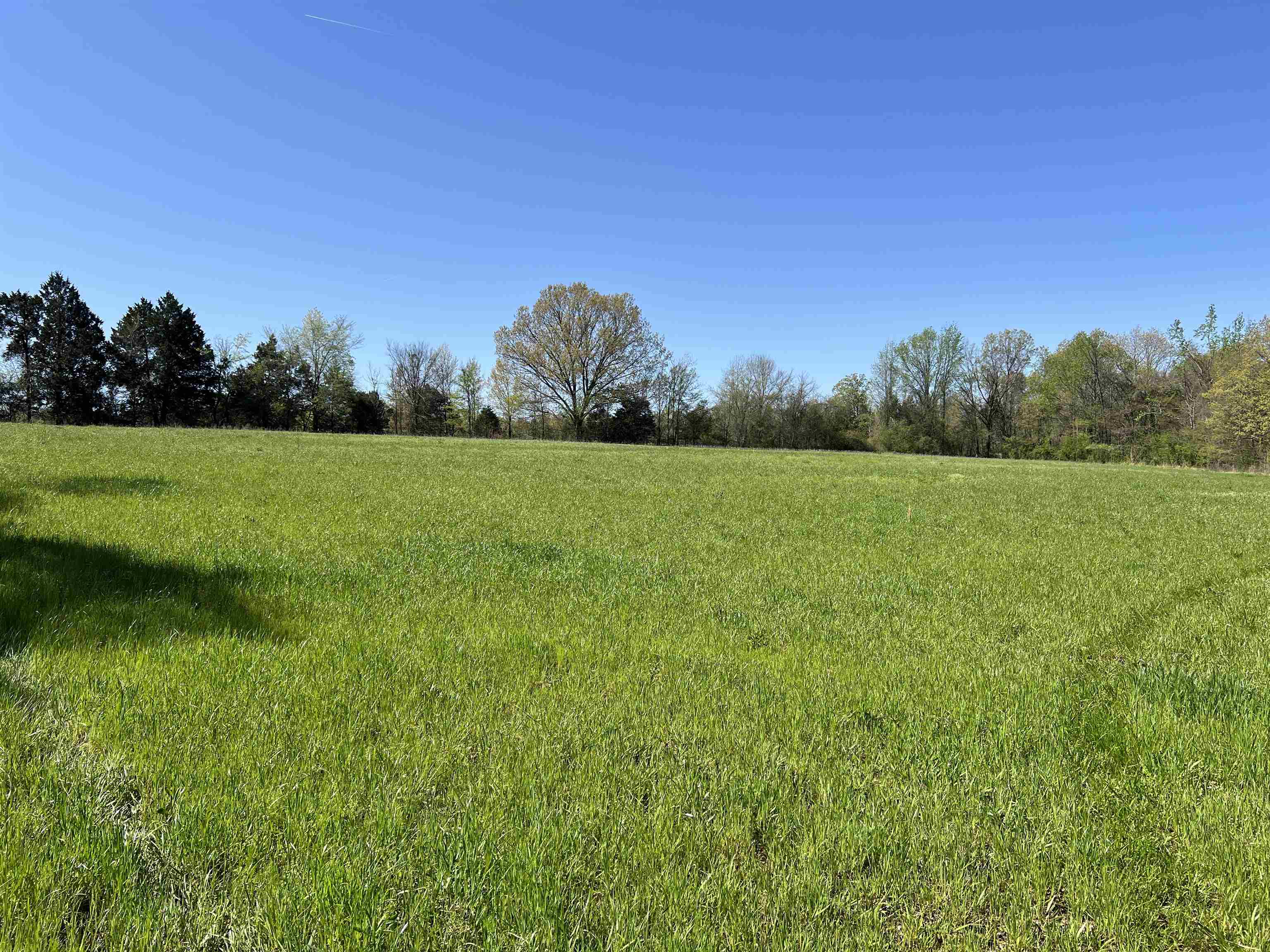 0 Burnett Road Williston, TN 38076 - Photo 19 of 40 a view of field with tall trees