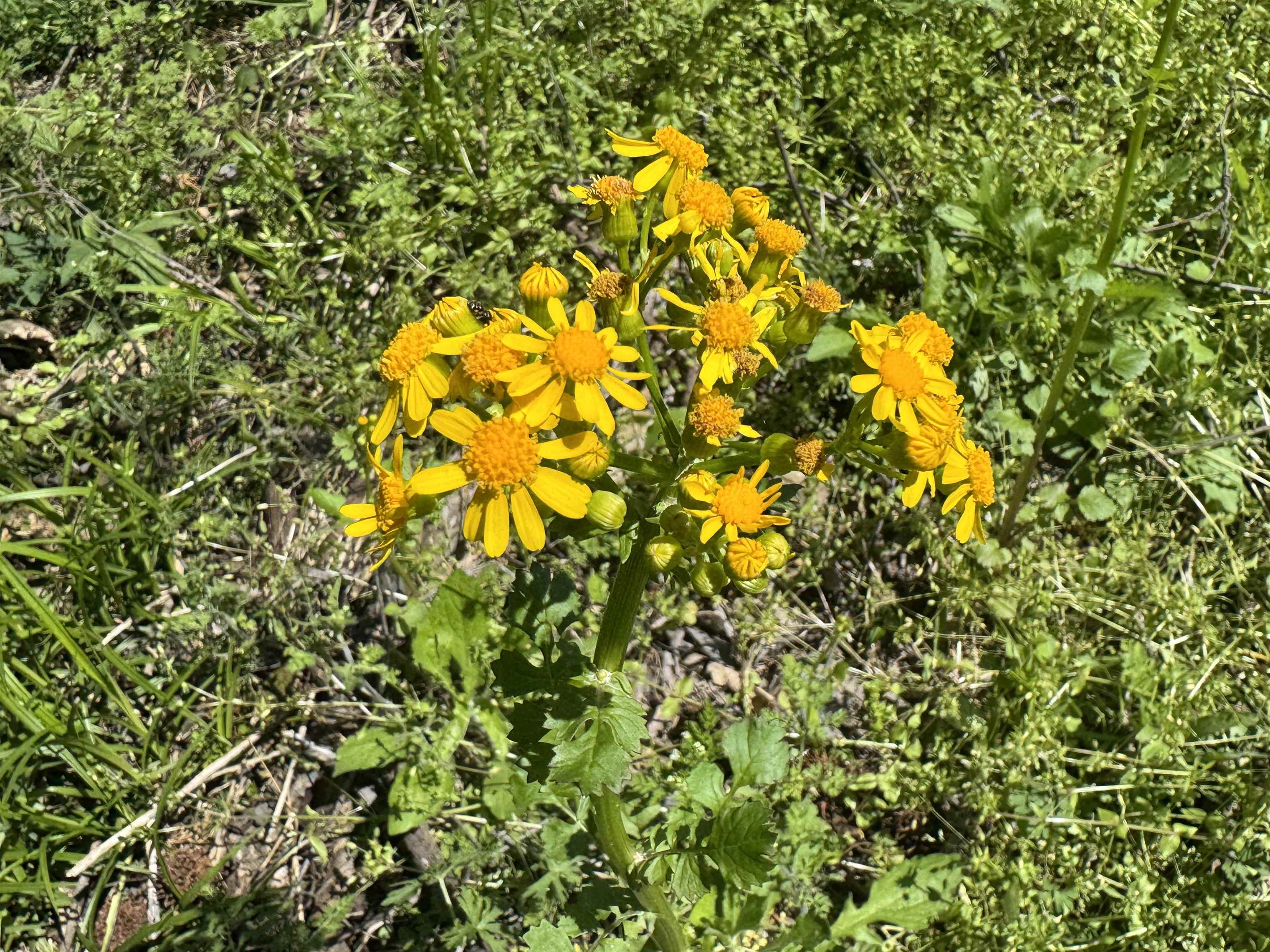 0 Burnett Road Williston, TN 38076 - Photo 23 of 40 a view of a tree with a tree in front of it