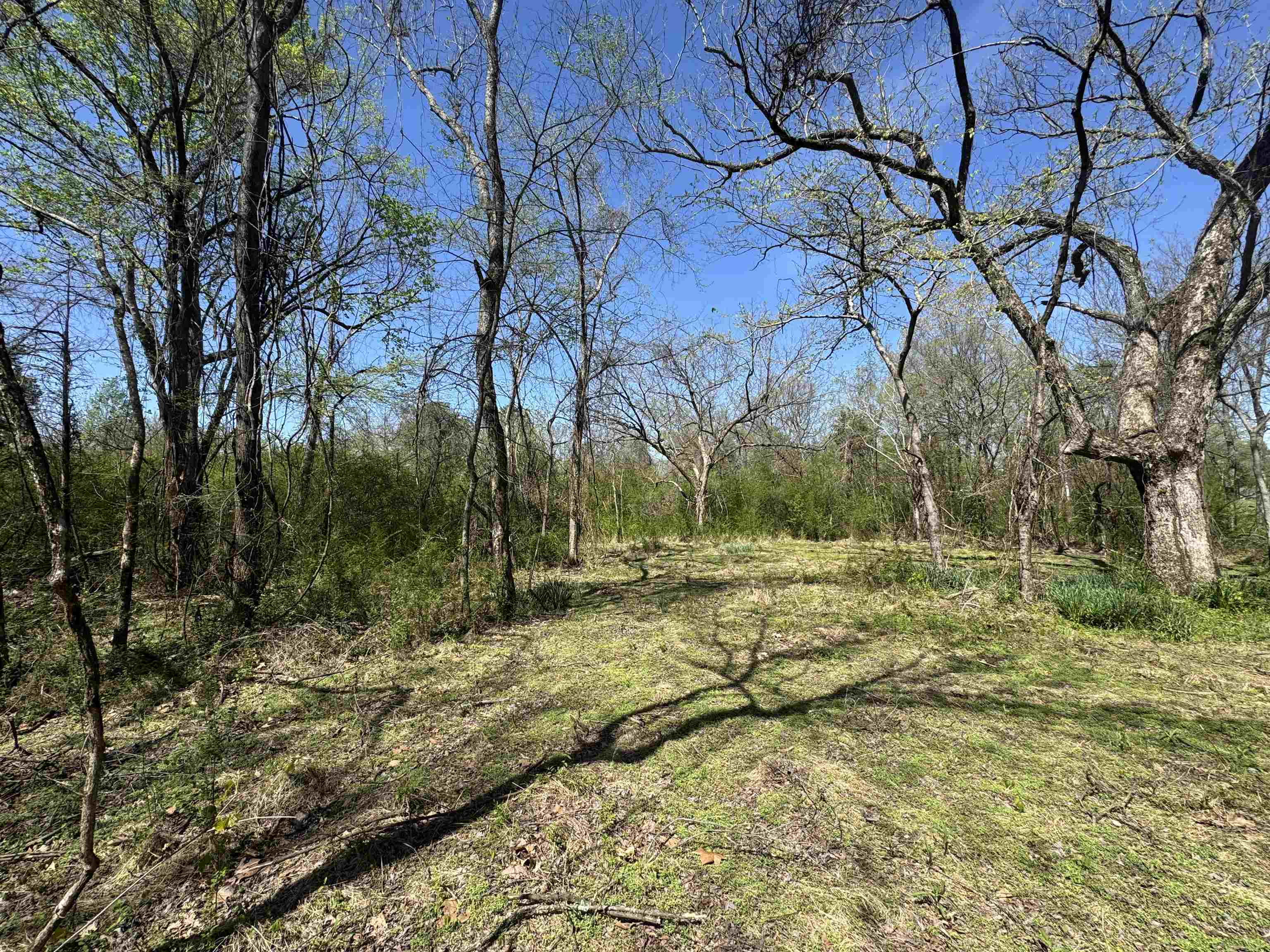 0 Burnett Road Williston, TN 38076 - Photo 24 of 40 a view of a yard with large trees