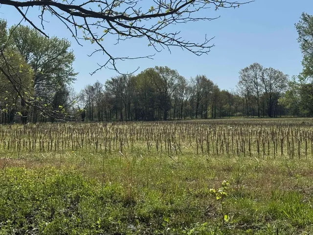 a view of a green field