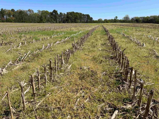a view of field with tall trees