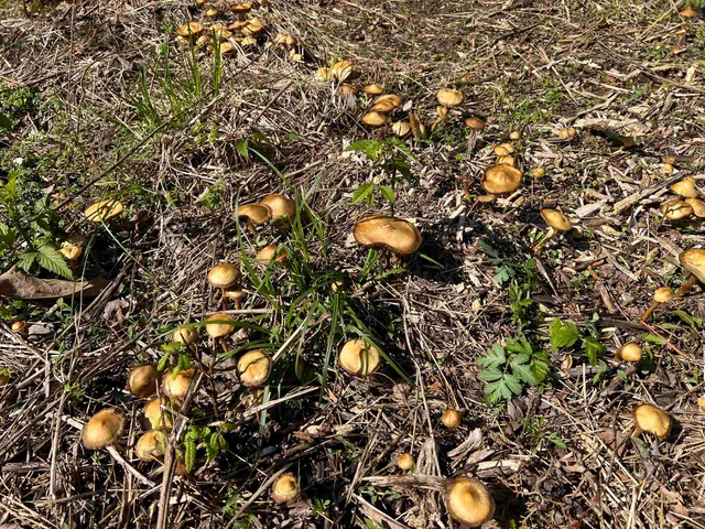 a view of outdoor space and yard