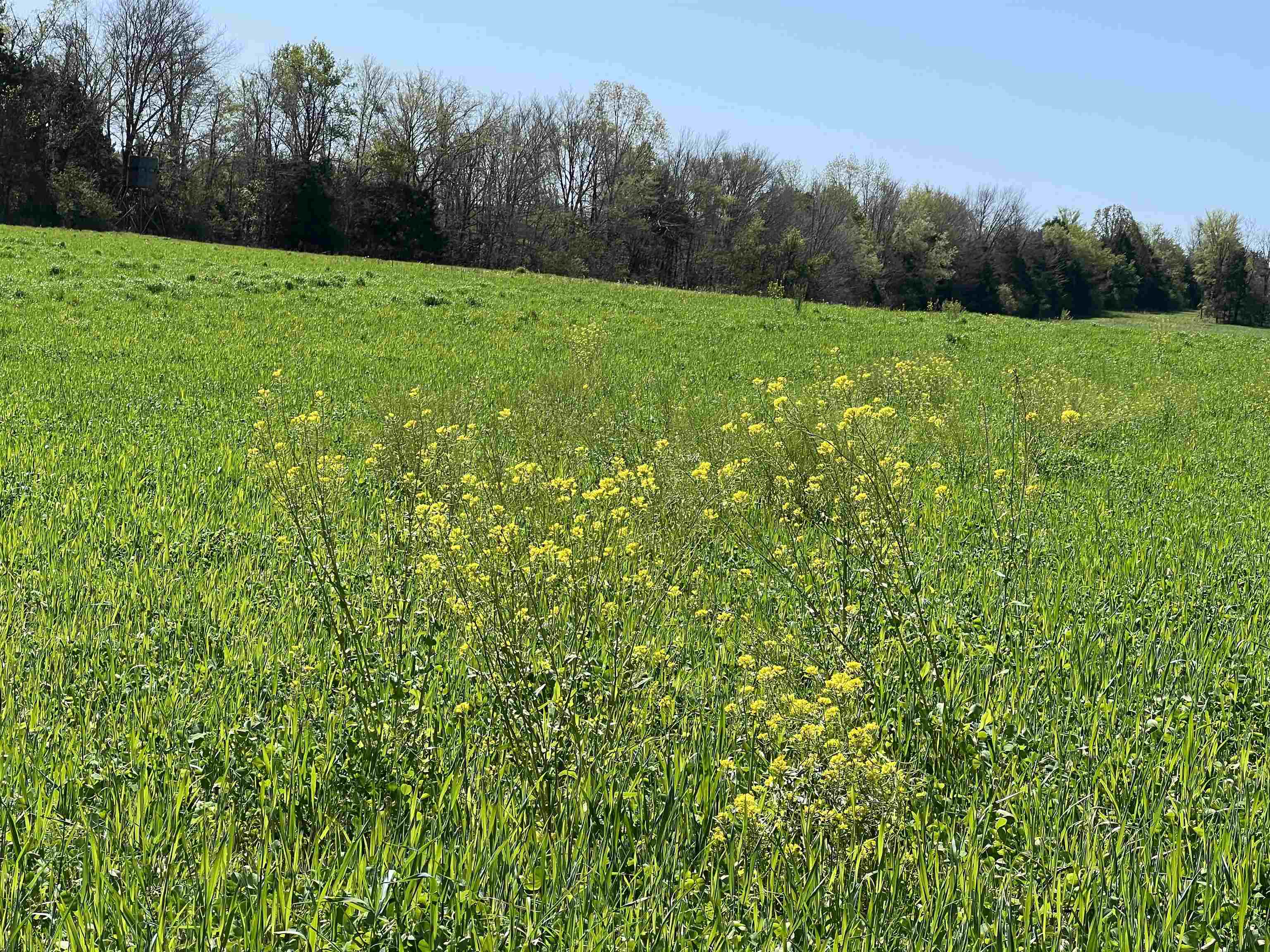 0 Burnett Road Williston, TN 38076 - Photo 34 of 40 a view of field with tall trees