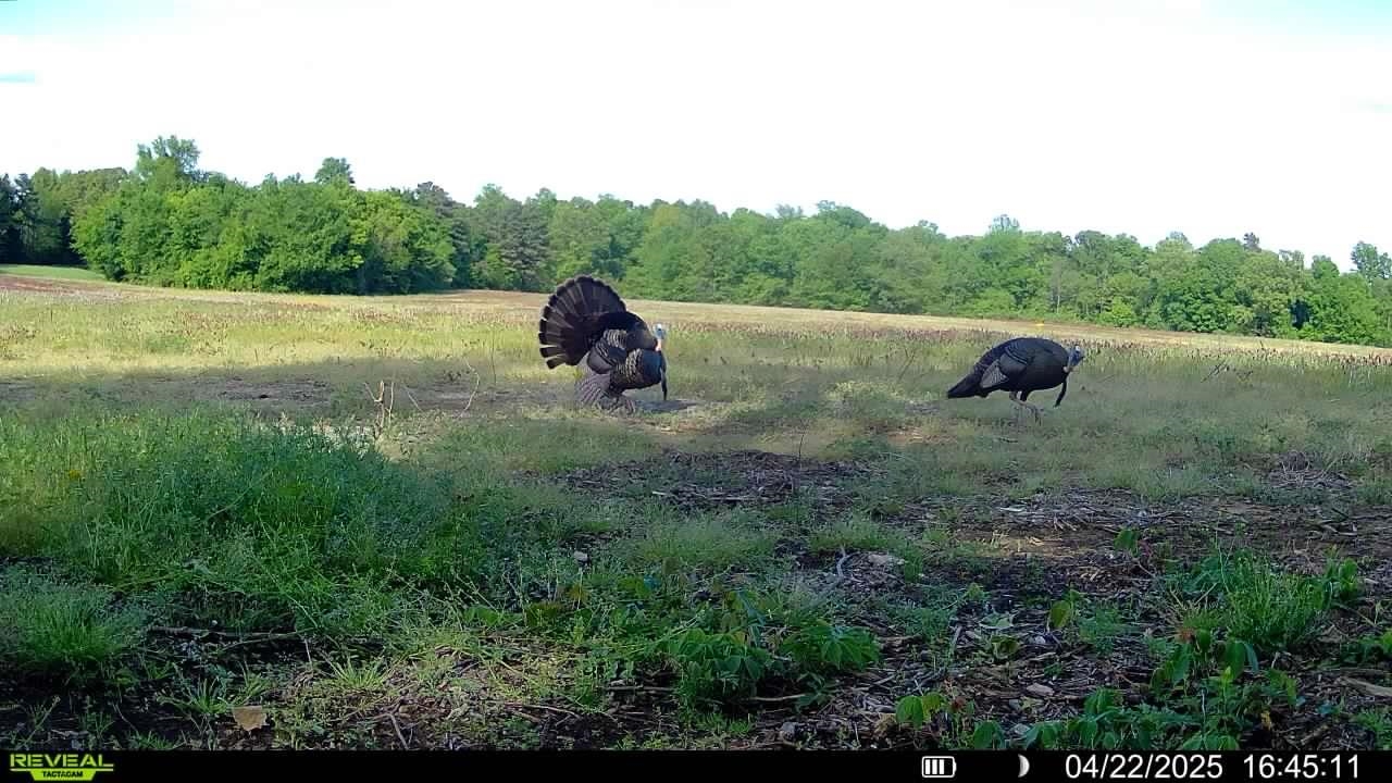 0 Burnett Road Williston, TN 38076 - Photo 38 of 40 a view of a outdoor space and a yard
