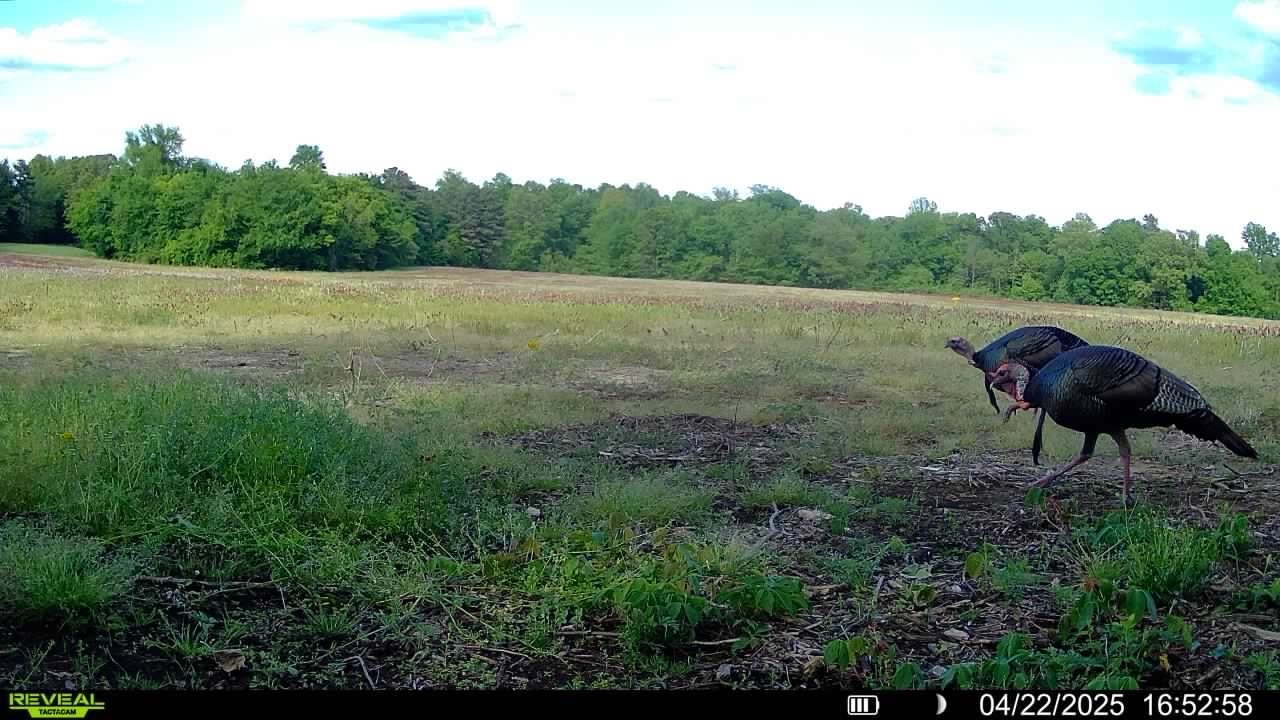 0 Burnett Road Williston, TN 38076 - Photo 40 of 40 a view of a yard with table and chairs