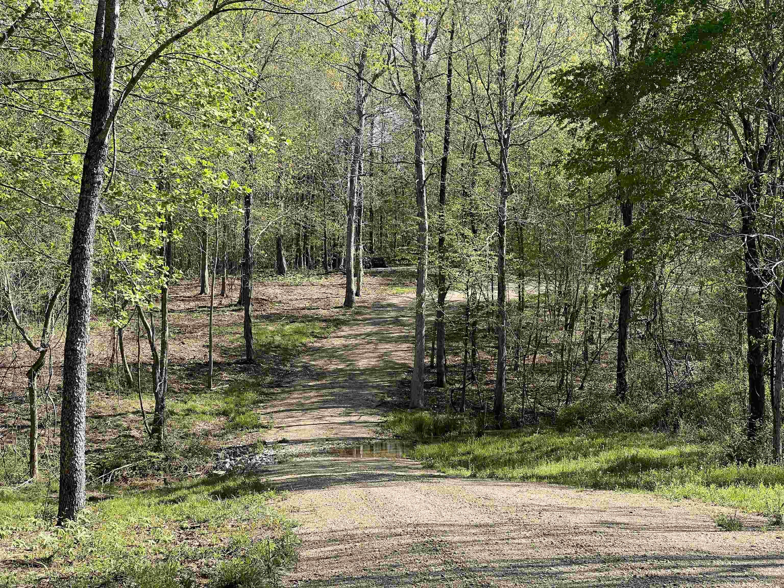 0 Burnett Road Williston, TN 38076 - Photo 7 of 40 a view of a yard with trees
