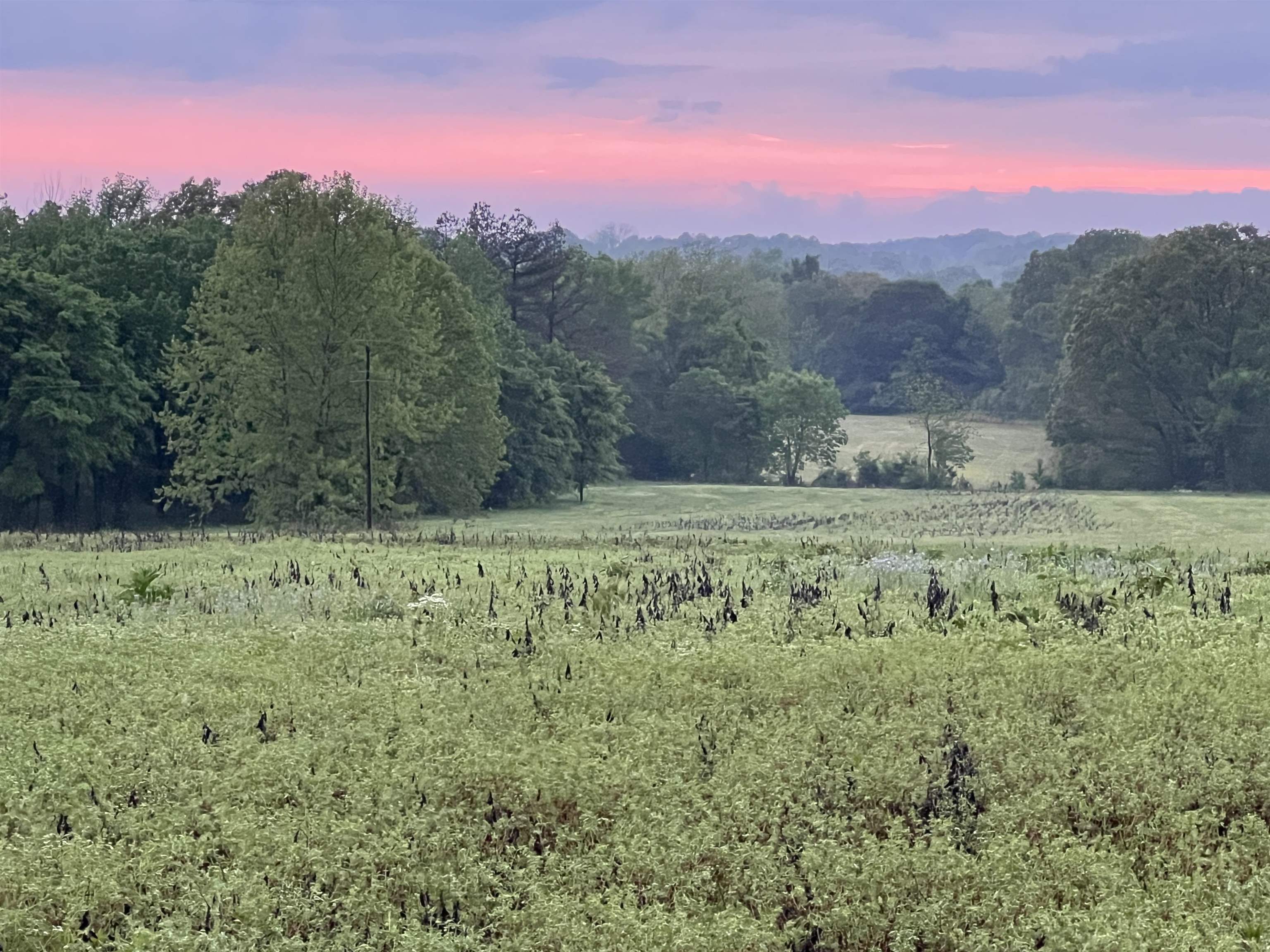 0 Burnett Road Williston, TN 38076 - Photo 8 of 40 a view of a green field with mountains in the background