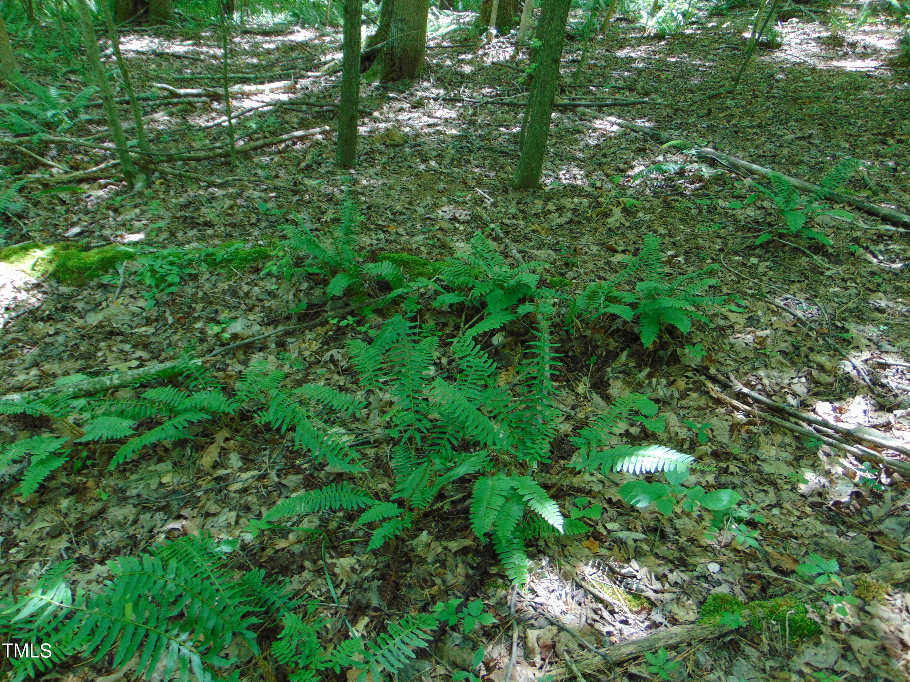 Lot 3 Hesters Store Road Roxboro, NC 27574 - Photo 4 of 13 DSC00771