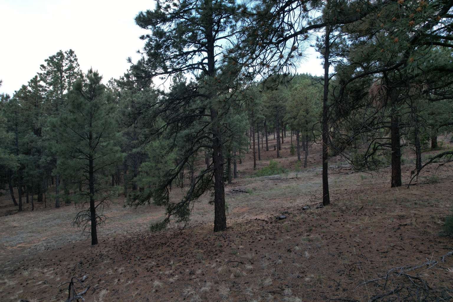 0 A015 County Road Mora, NM 87732 - Photo 5 of 40