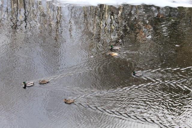 Springvale Marginal Way Springvale, ME 04083 - Photo 32 of 34 Some ducks may pass by from time to...