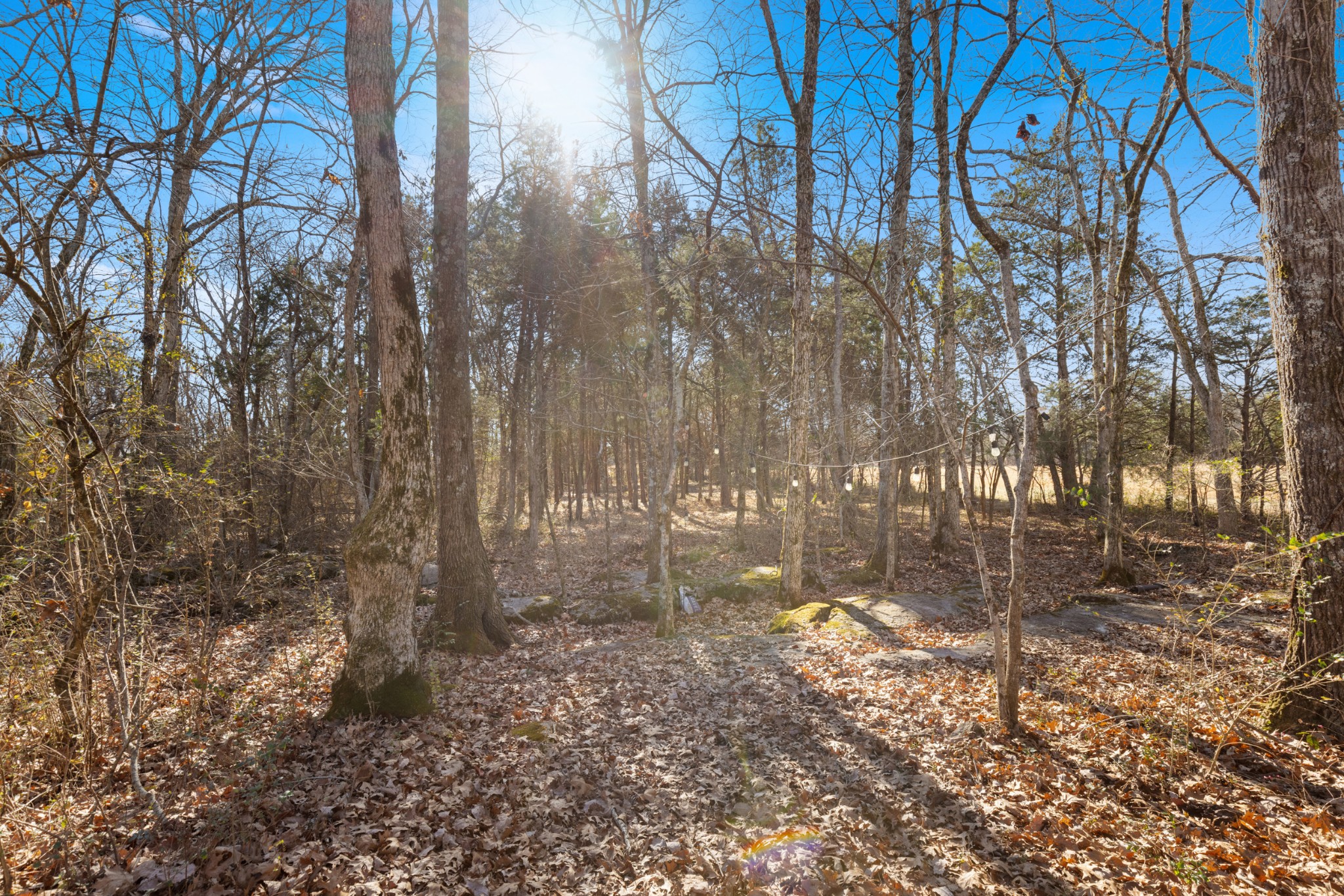 3247 Rucker Road Christiana, TN 37037 - Photo 11 of 14 a backyard of a house with lots of green space