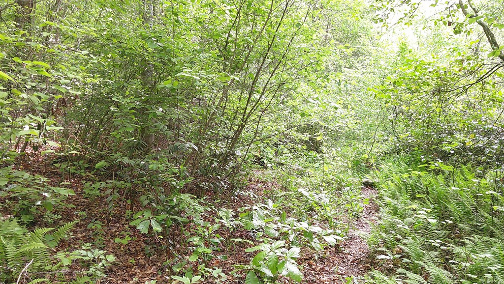 Lot 9 Mcdonald Road Murphy, NC 28906 - Photo 9 of 12