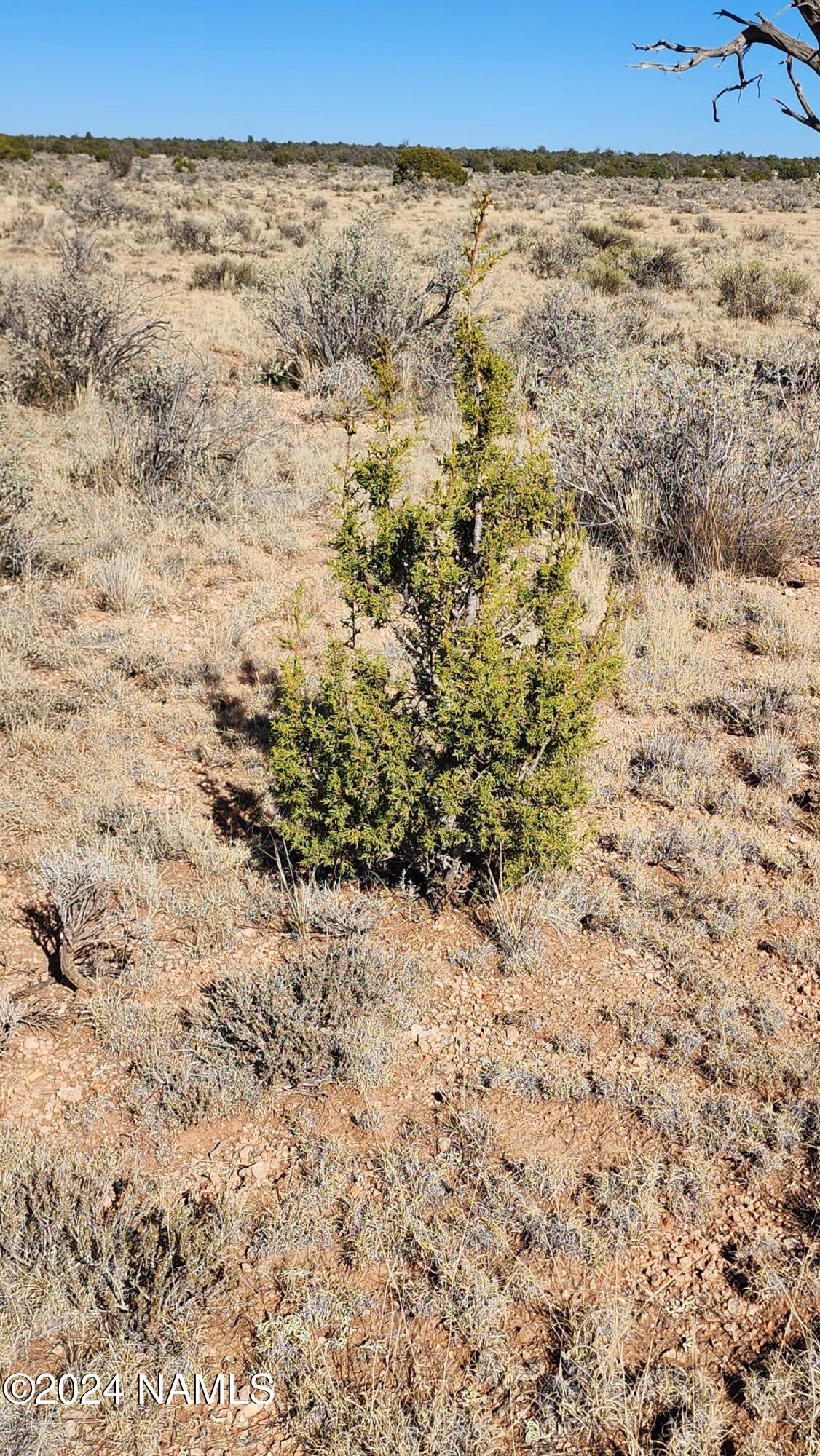 3433 Red Butte Road Williams, AZ 86046 - Photo 19 of 22 a view of a dry yard with wooden fence