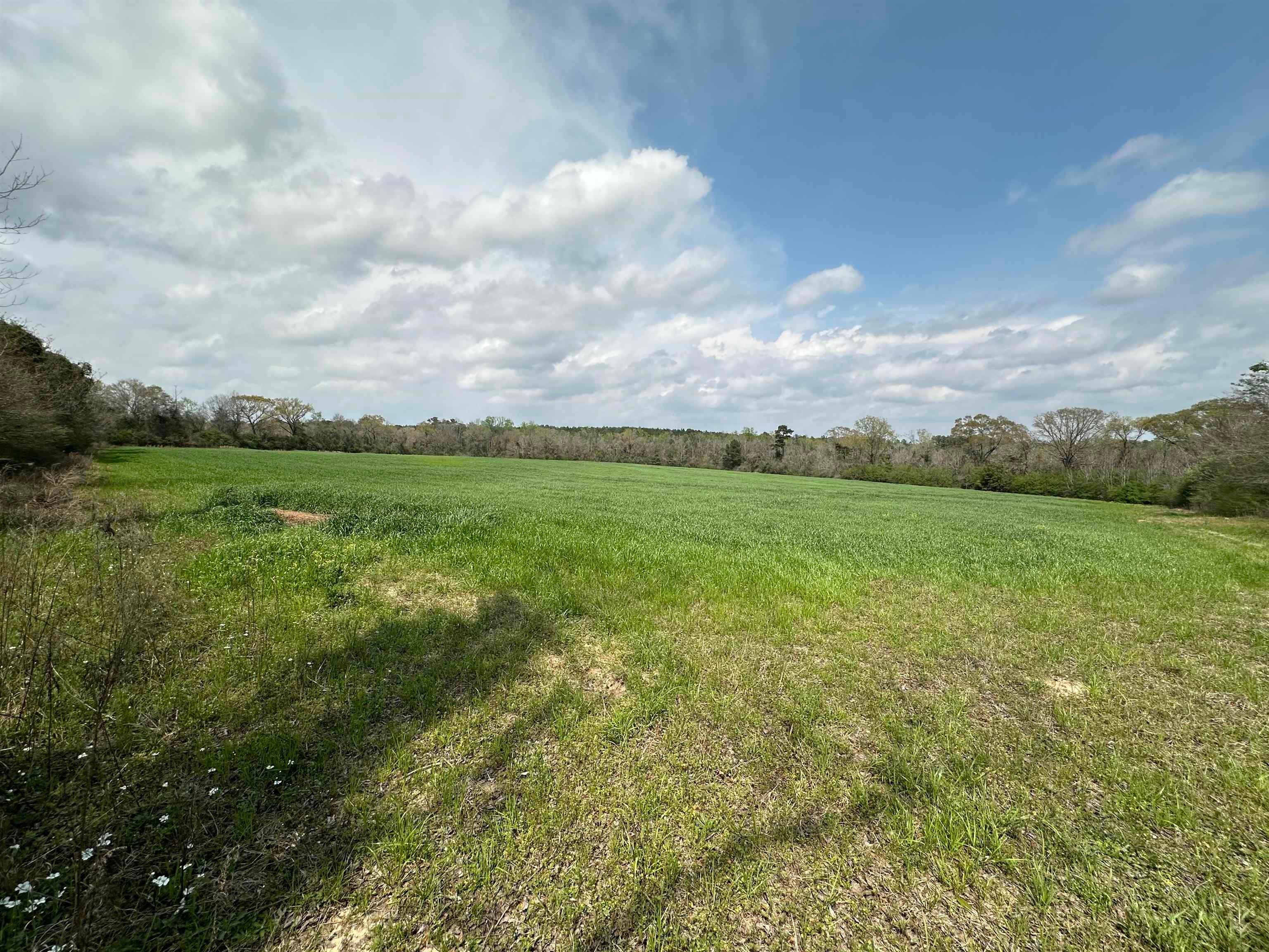 36625 Hesters Store Road Red Level, AL 36474 - Photo 25 of 47 Gallery Image 25