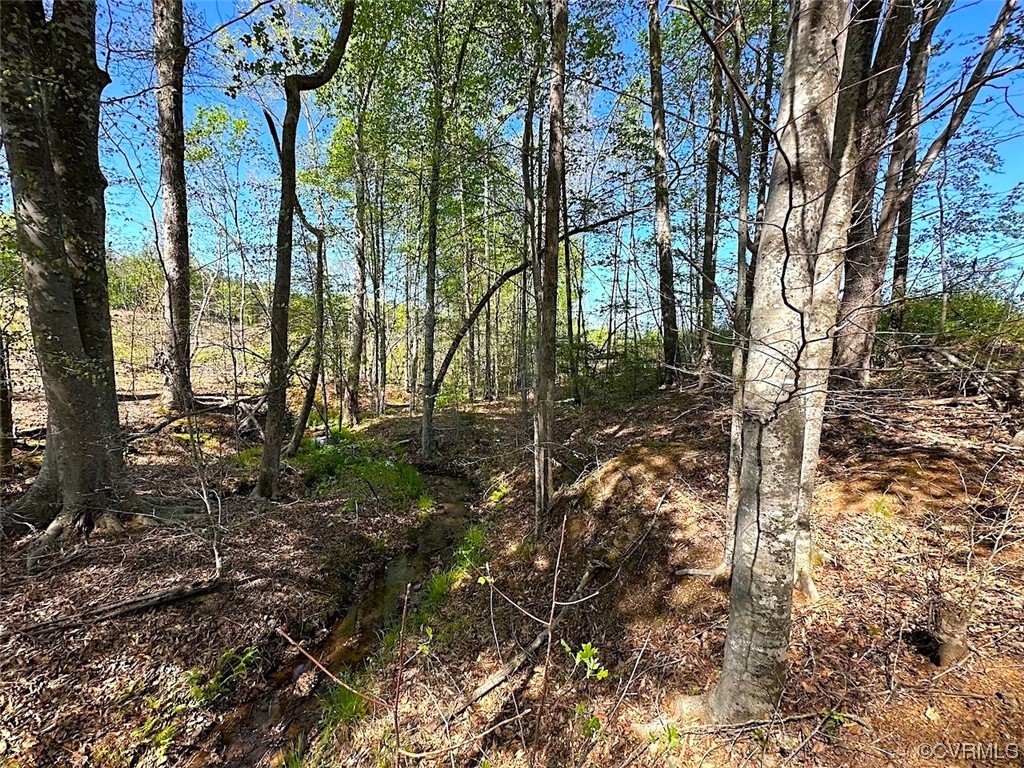 88-acres Meherrin River Road Brodnax, VA 23920 - Photo 24 of 40 a view of forest