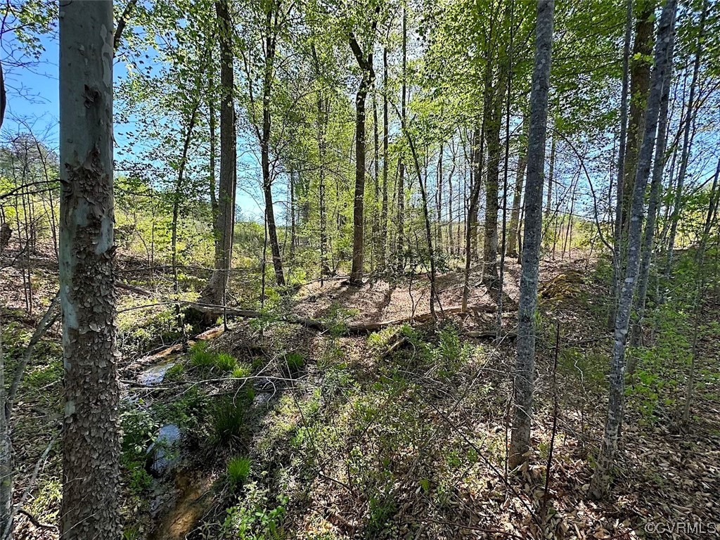 88-acres Meherrin River Road Brodnax, VA 23920 - Photo 25 of 40 a view of forest