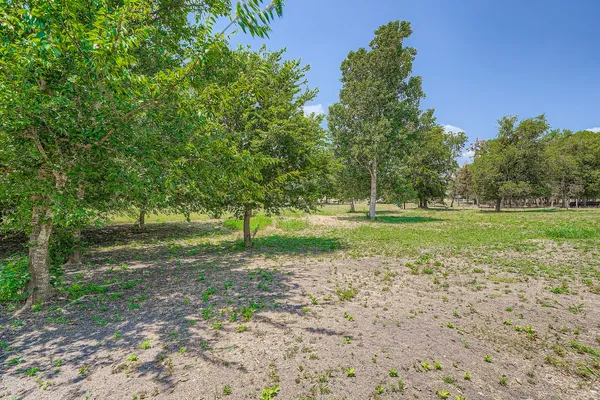 a view of a trees in a park