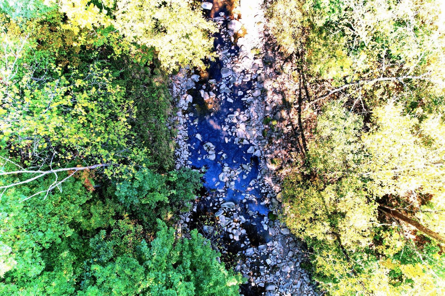 899-907 Red Mill Road Greenville, NY 12083 - Photo 98 of 99 a view of a tree in a garden
