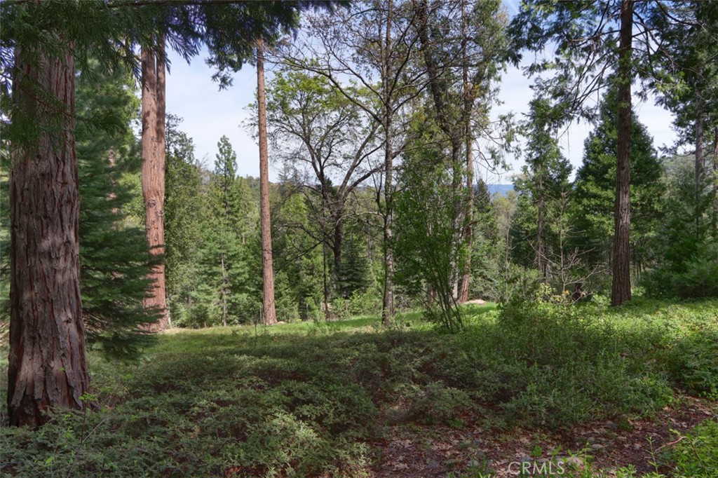 7174 Hites Cove Road Mariposa, CA 95338 - Photo 55 of 62 a view of a lush green forest