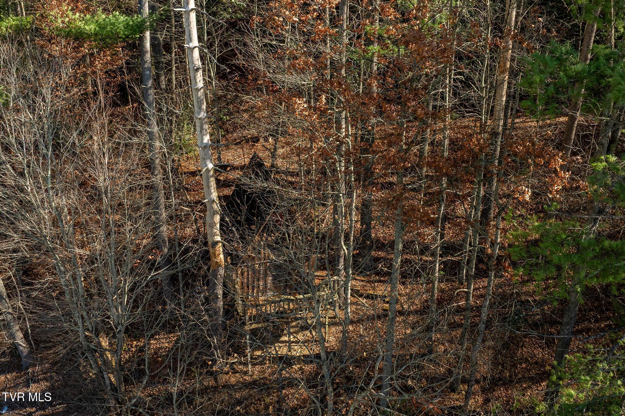 636 Copley Branch Road Butler, TN 37640 - Photo 25 of 54 636 Copley Branch Road (20 of 61)