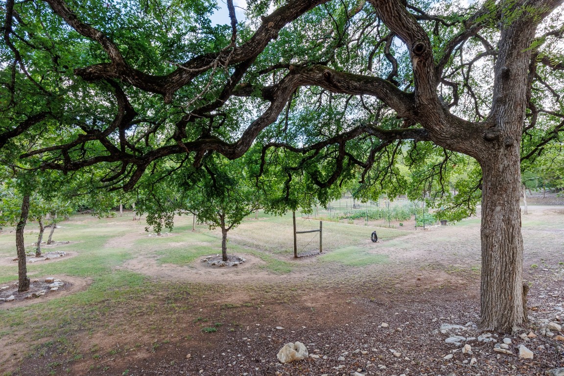 23642-23644 Nameless Road Leander, TX 78641 - Photo 17 of 37 a view of a tree in the middle of a yard