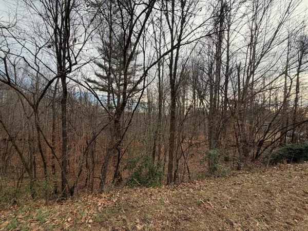 a view of a forest