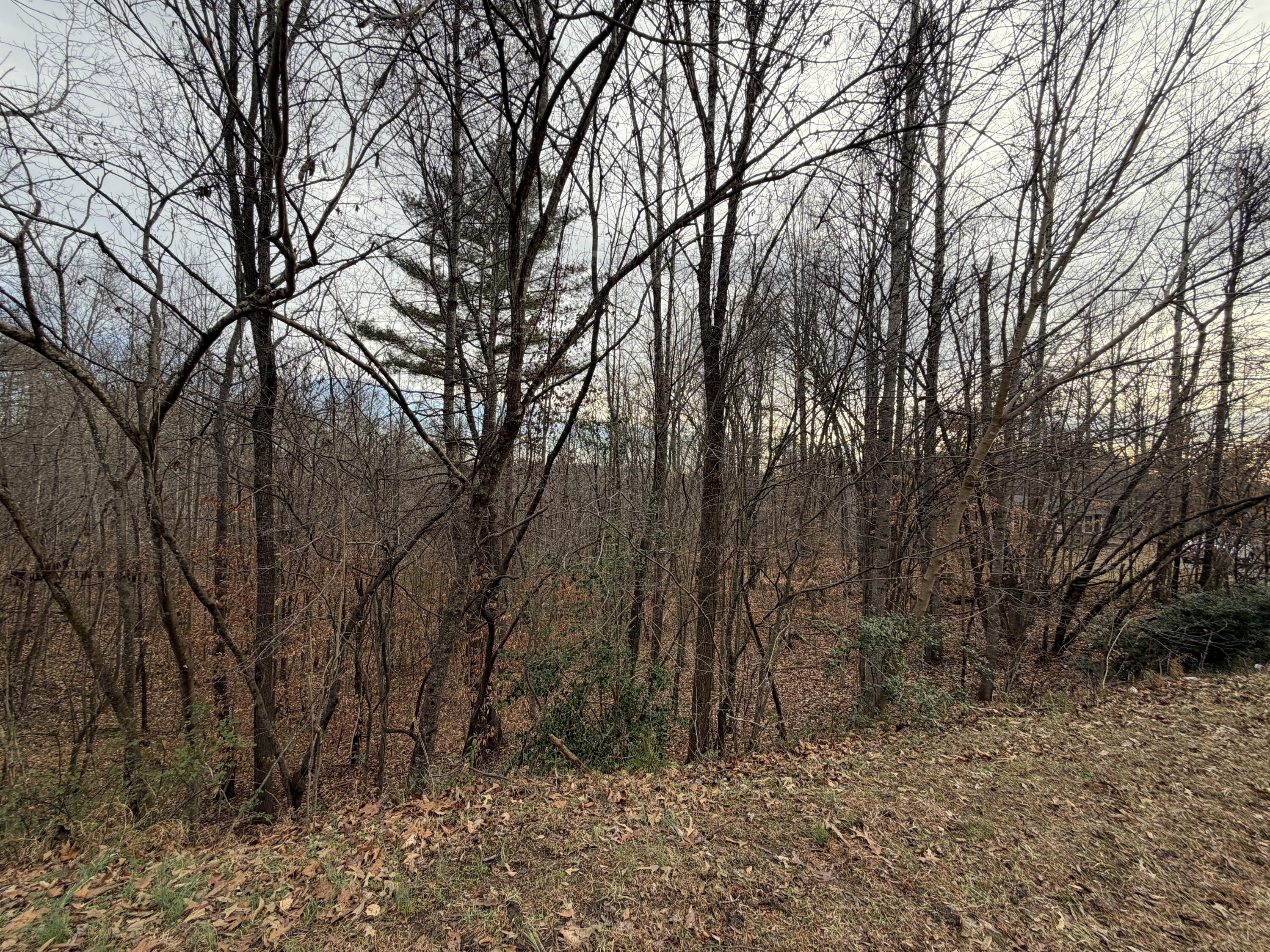 Lot 17 Bassett Heights Road Bassett, VA 24055 - Photo 2 of 3 a view of a forest