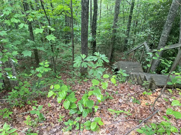 a plant view in yard