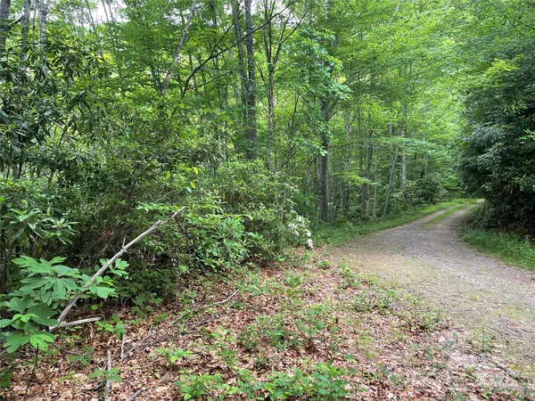 a view of a forest with lots of trees