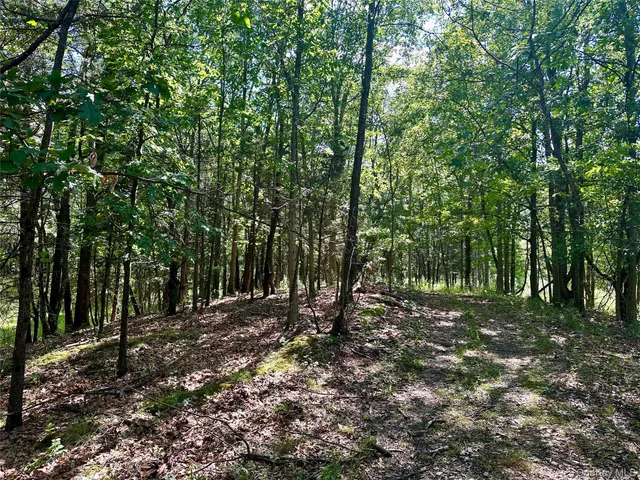 a view of a forest with trees in the background