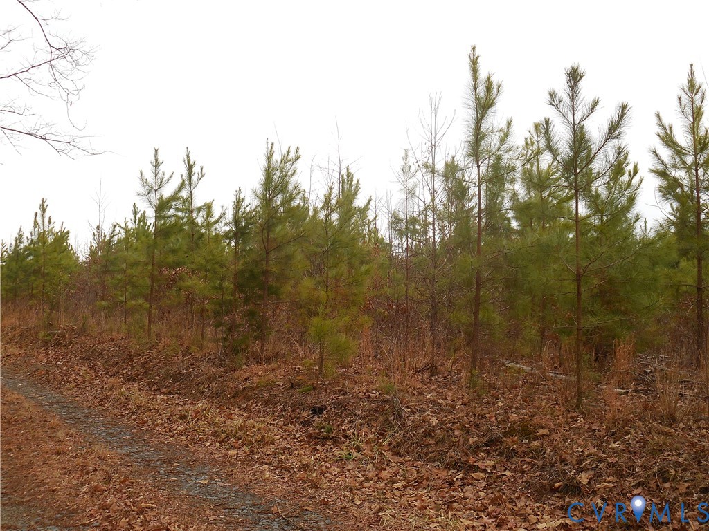 0 Covered Bridge Road Kents Store, VA 23084 - Photo 21 of 28 a view of a forest with trees in the background