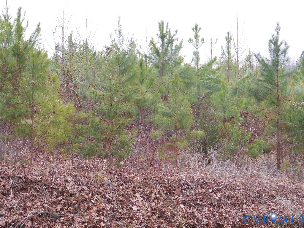 0 Covered Bridge Road Kents Store, VA 23084 - Photo 4 of 28 a view of a yard and trees