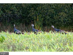 1 Graves Farm Road Milton, DE 19968 - Photo 10 of 23