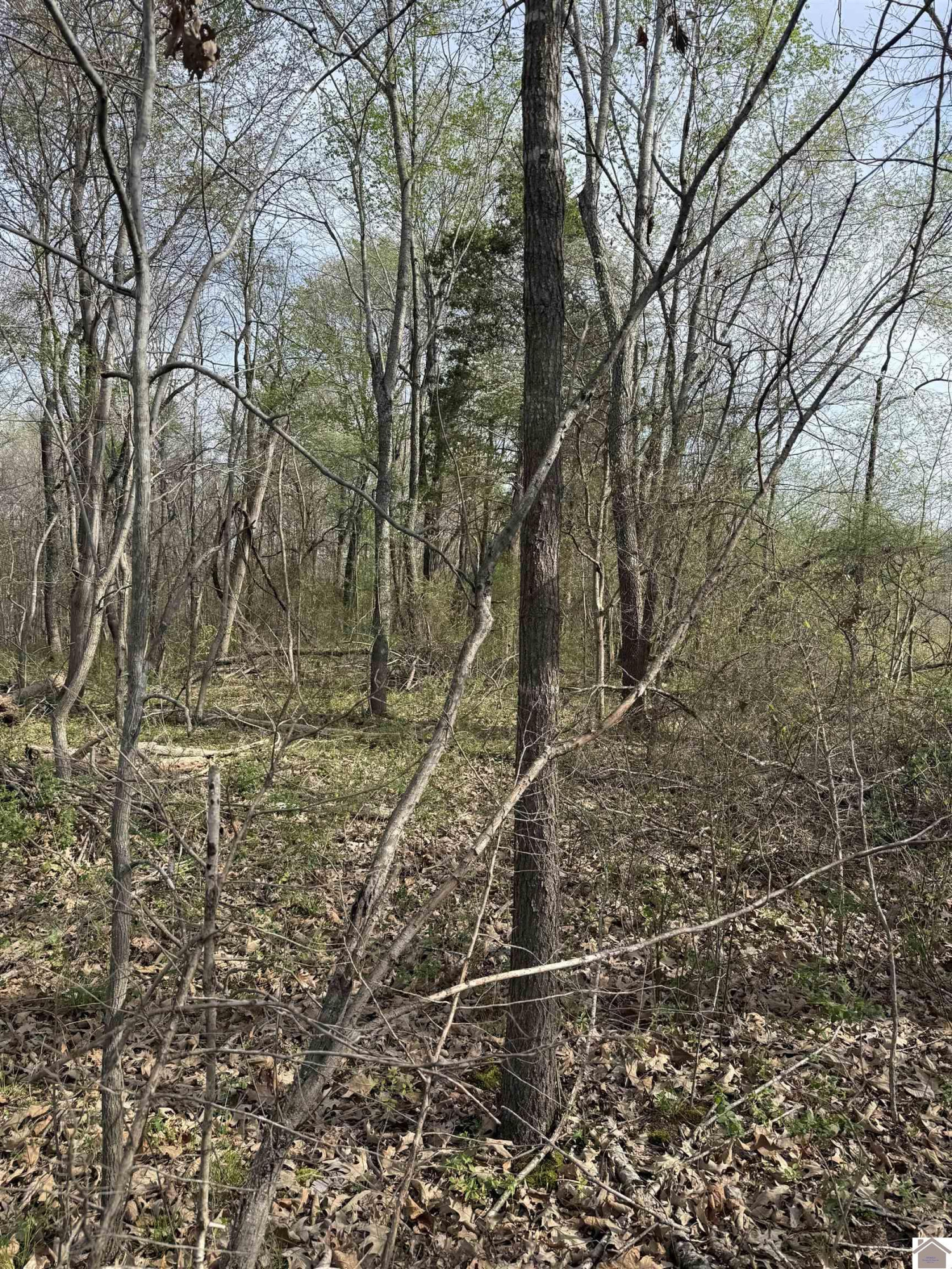 0 Walnut Road Boaz, KY 42027 - Photo 1 of 1 Photo 1