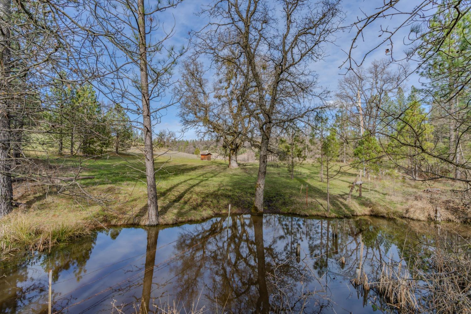 301 Bald Mountain Road West Point, CA 95255 - Photo 47 of 55 a view of a yard with large trees