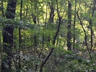 10461 Cranberry Lake Road Marcellus, MI 49067 - Photo 3 of 4 IMG_3221