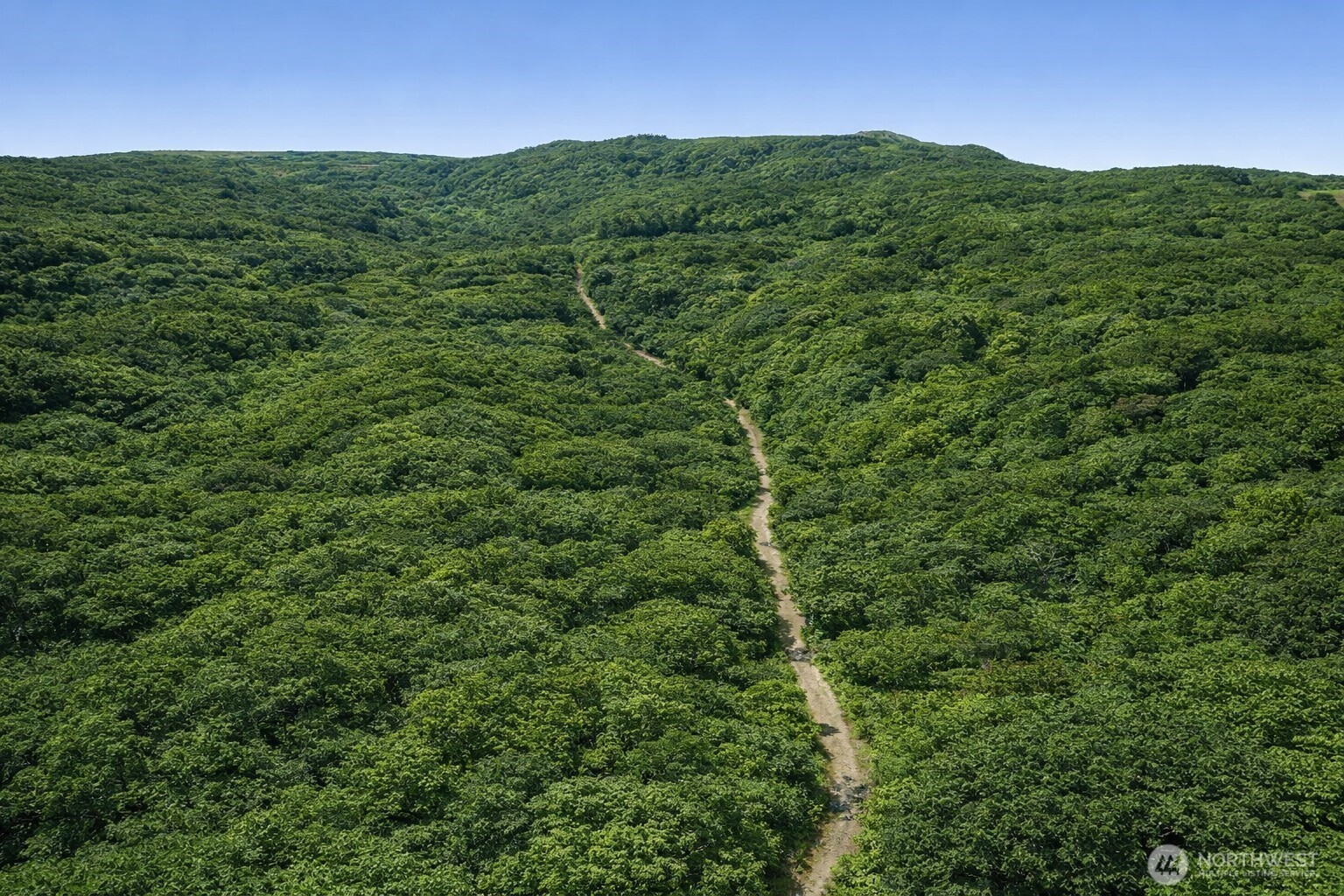 355 Ragland Road Longview, WA 98632 - Photo 10 of 24 a view of a lush green forest with lots of trees