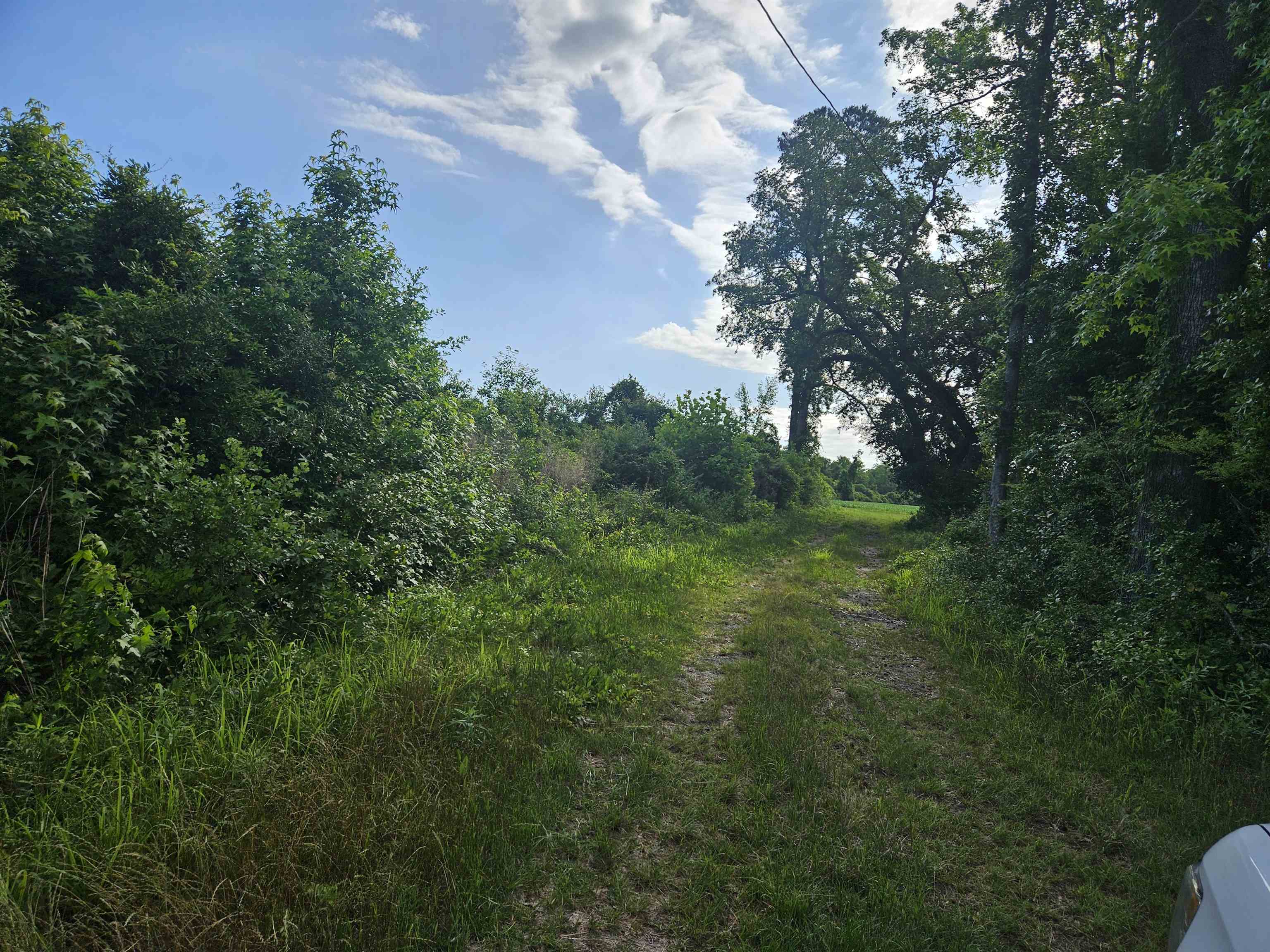 40-ac 40-ac Willoughby Road Nichols, SC 29581 - Photo 2 of 4