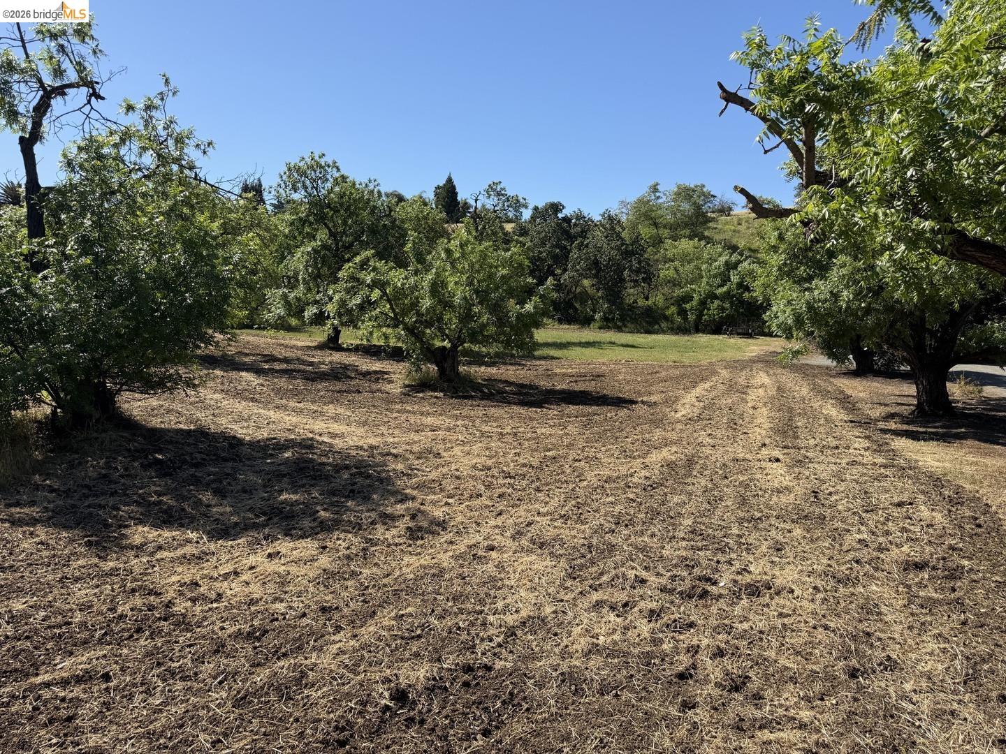 0 Cowell Road Concord, CA 94518 - Photo 6 of 12 Expansive open land with established trees and natural landscaping