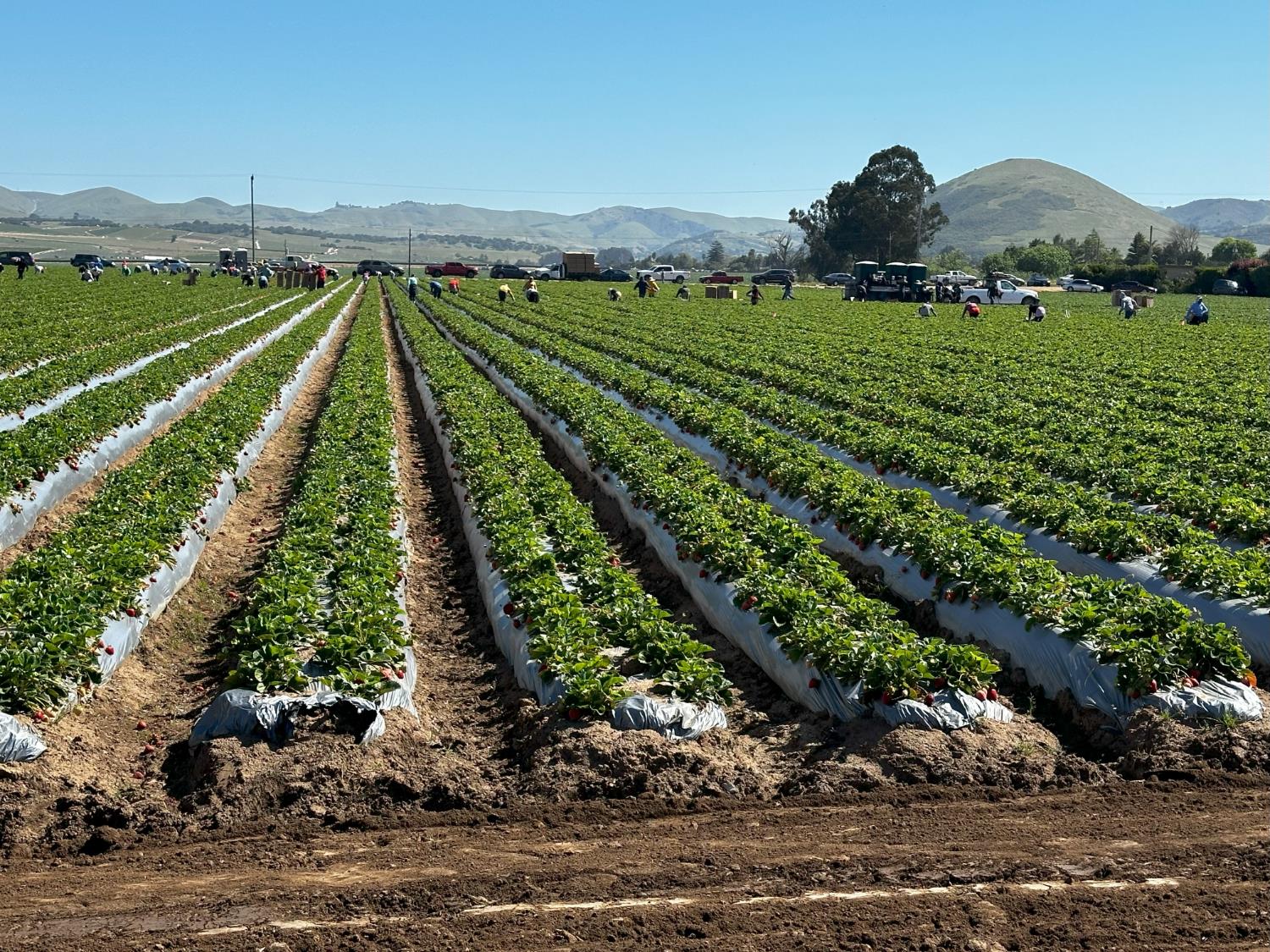 581 San Juan Grade Road Salinas, CA 93906 - Photo 5 of 12 a backyard of a house with a yard and outdoor seating