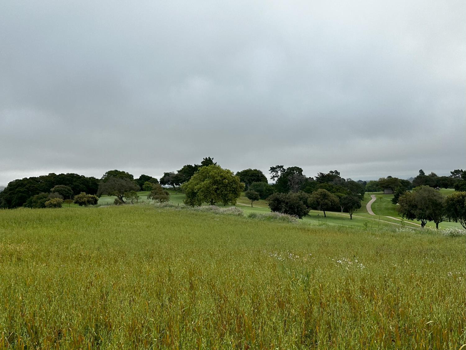 581 San Juan Grade Road Salinas, CA 93906 - Photo 7 of 12 a view of a grassy field with an trees