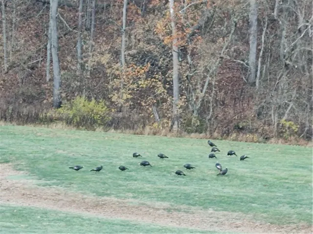 a view of swimming pool with a yard