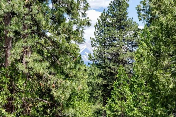 a view of a lush green forest