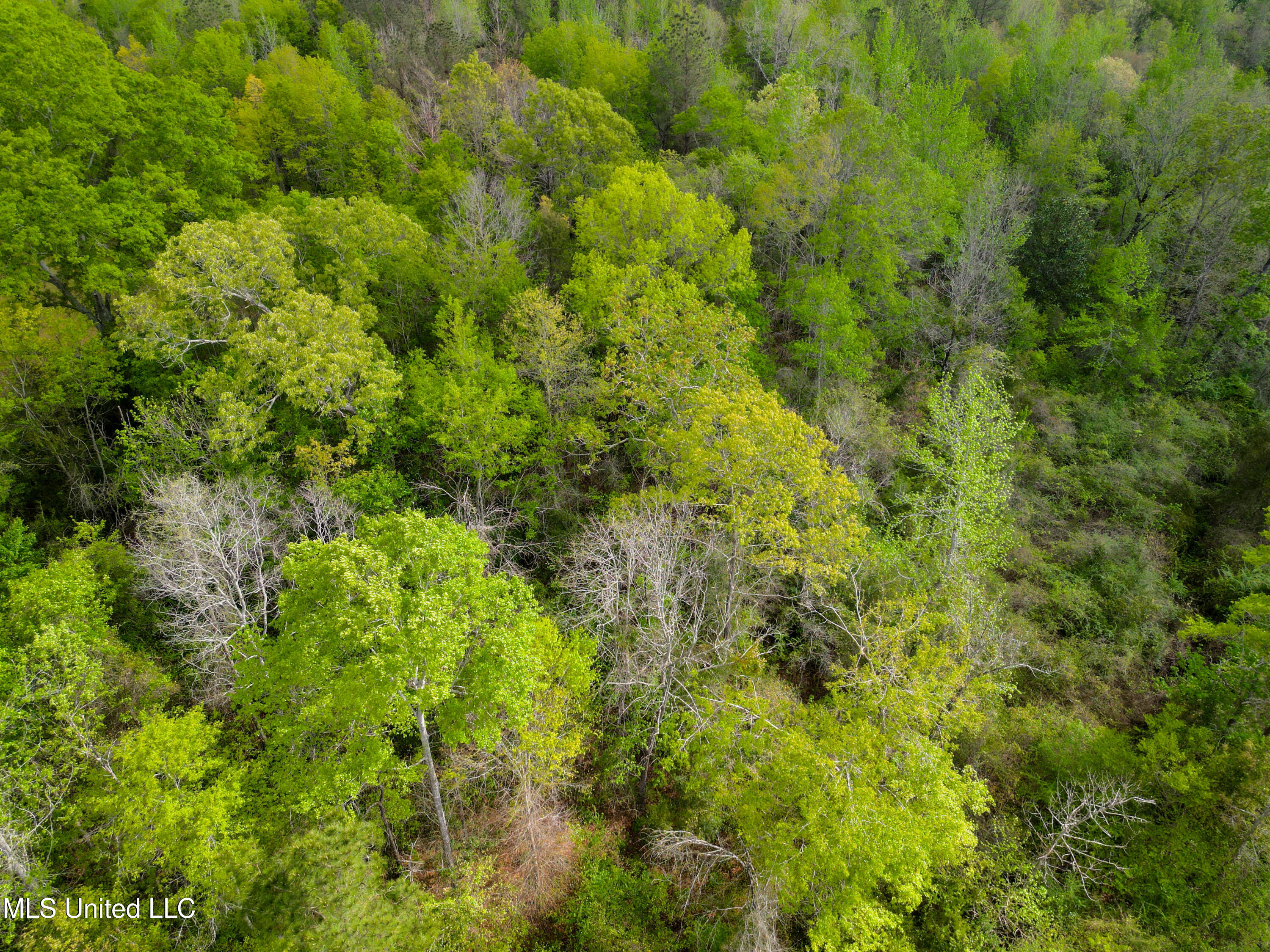 142 Pea Patch Drive Mendenhall, MS 39114 - Photo 14 of 37 142 Pea Patch Dr Mendenhall-8