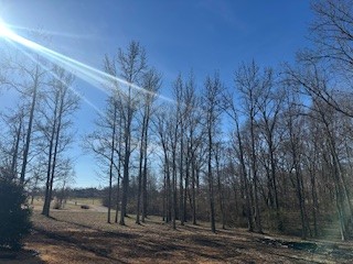 25 Max Drive Paris, TN 38242 - Photo 27 of 32 a view of outdoor space with trees