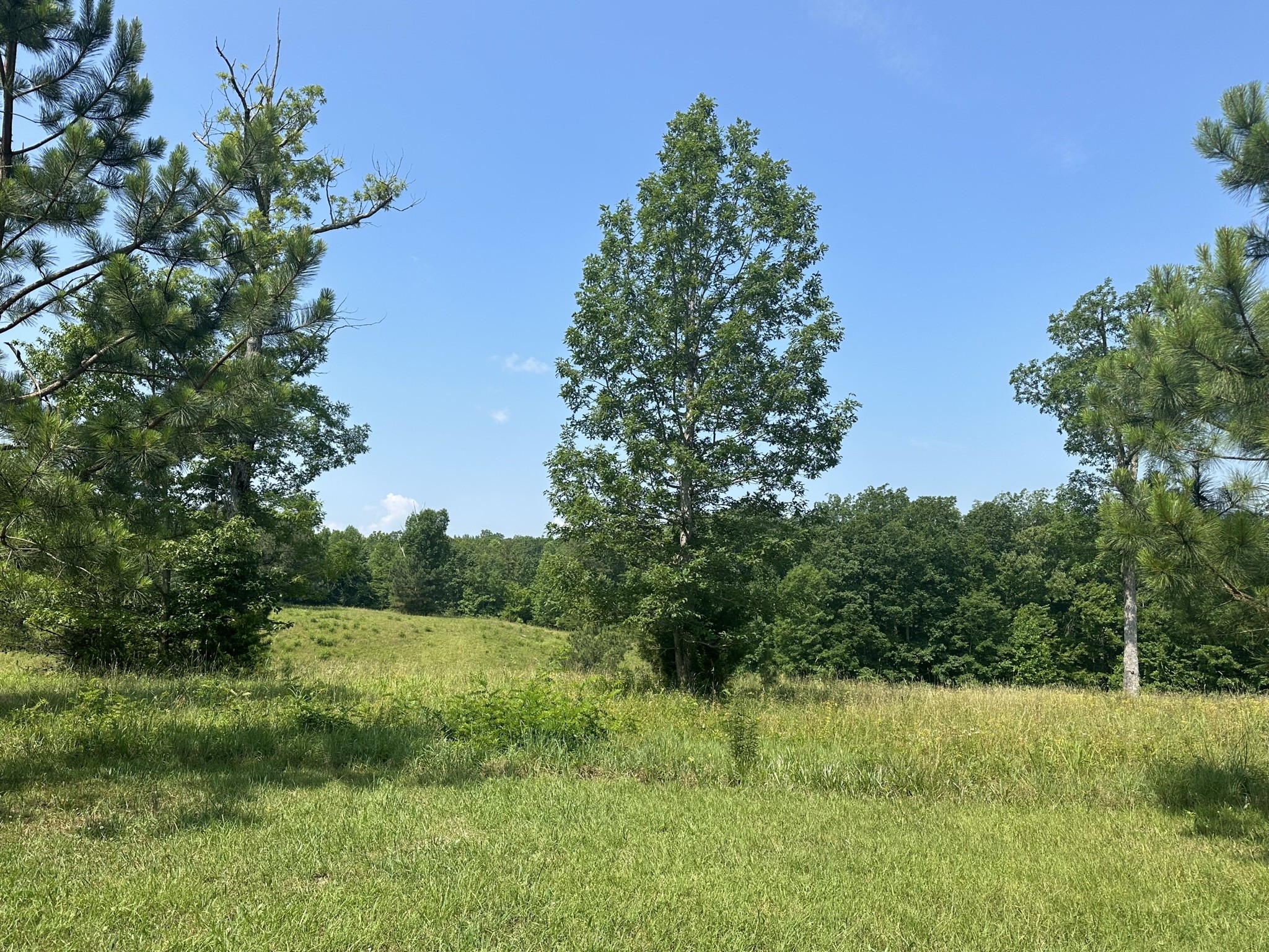 1229 Ayers Road Rock Island, TN 38581 - Photo 68 of 69 a view of a lush green space